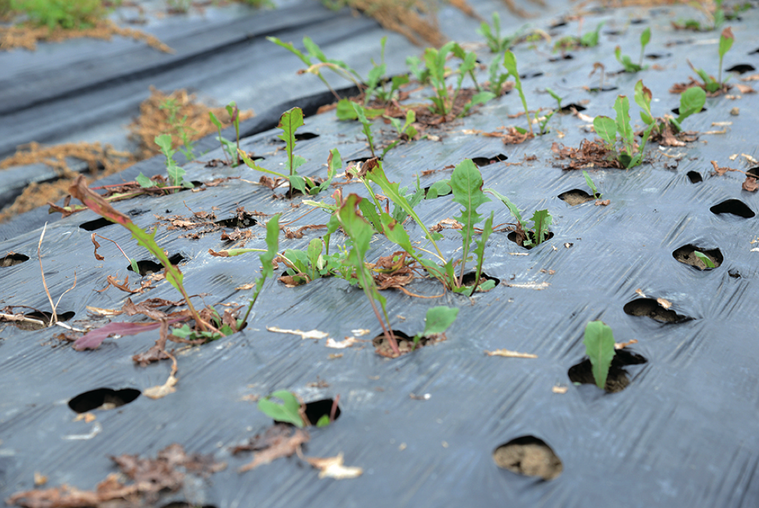 21 10働くひと たんぽぽの葉っぱ やつしろぷれす